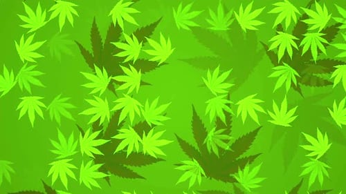 Animated Cannabis Leaves Falling Background Loop