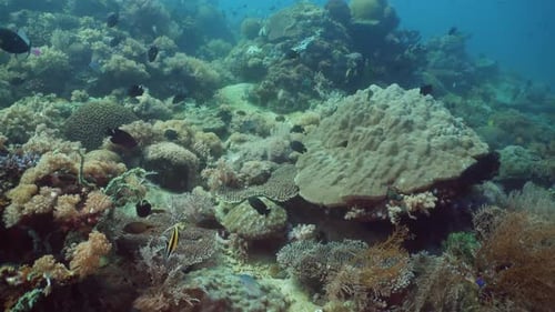 Coral Reef Tropical Fish