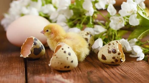 Newborn Chick with Eggshells and Spring Flowers