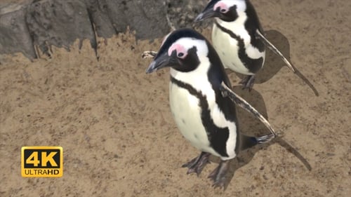 Animated 3D Penguins Walking and Swimming with Multiple Views