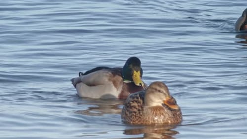 Mallard Ducks Swimming on Calm Water