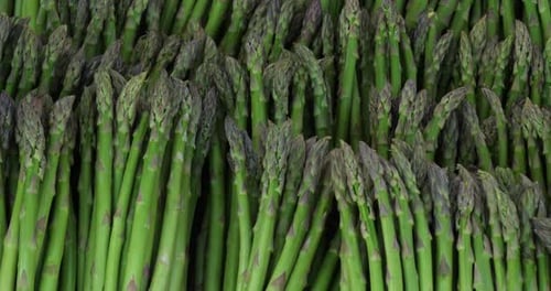 Asparagus,also known as garden asparagus A bundle of cultivated asparagus