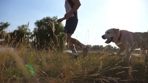 Joven corriendo al aire libre con su perro. Labrador o Golden Retriever trotando con su dueño masculino en