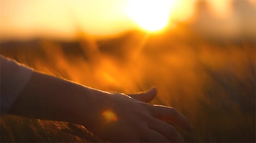 Hands on Ceral Field 3