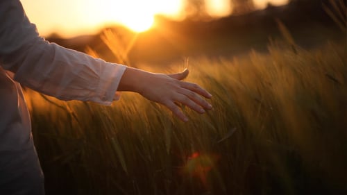 Hands on Ceral Field 4