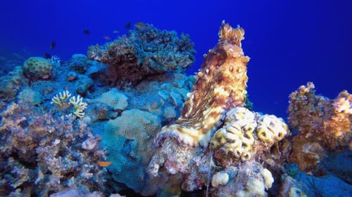 Underwater Octopus