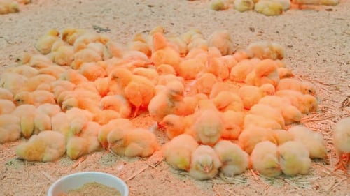 Huddle of Fluffy Baby Chickens Resting on Farm