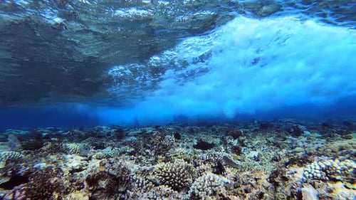 Ondas marinhas tropicais