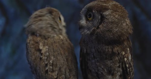 Zwei Eulenbabys schauen sich an, einer von ihnen fliegt weg,
