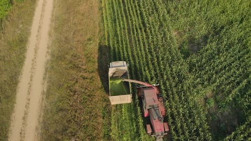 Harvesting Corn for Silage in the Field