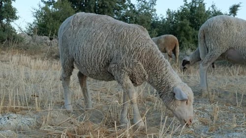 Sheep Graze on Dry Field in Daytime