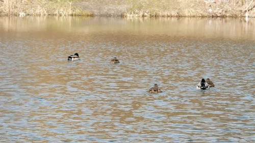 Ducks Swim on Lake Close Up
