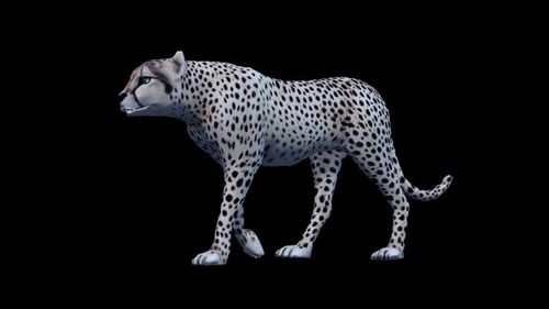 Cheetah Walk 2
