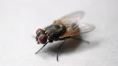 Close Up of Housefly on White Surface