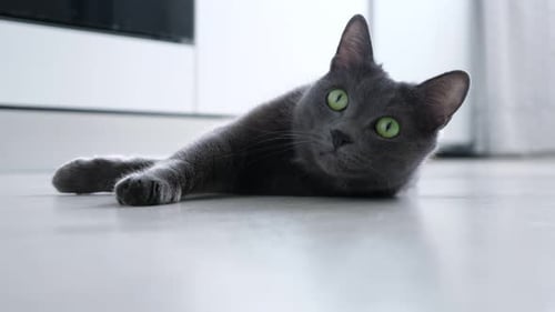 Gray Cat Lounging on Floor with Green Eyes