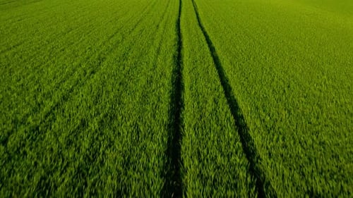 Flying Over a Green Wheat Field Agricultural Industry