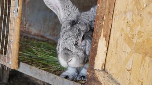 Gray and White Rabbit in a Wooden Cage