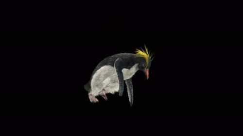 Penguin Dancing 4K