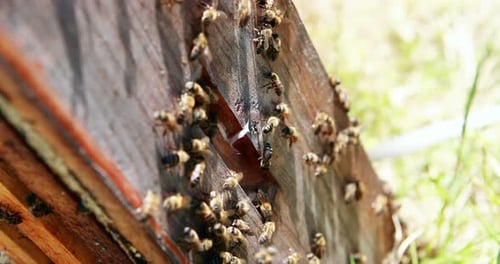 Gros plan du cadre d'abeilles mellifères recouvert d'abeilles