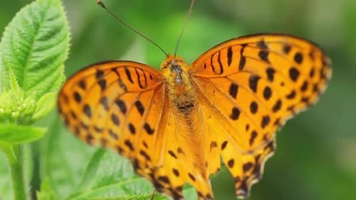 Schmetterling sitzt auf einer Blume