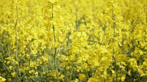 Blooming Rapeseed or Canola Field. Close Up View on Rape Plantation. Alternative Bio Fuel and Oil
