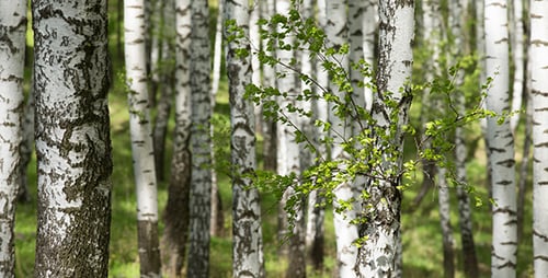 Spring Birchwood