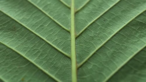Close-up of green leaf veins