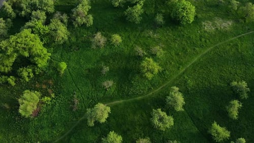 Top View of Green Forest and Grass with Path