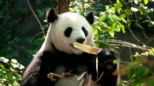 Giant Panda Eating Bamboo in Natural Habitat