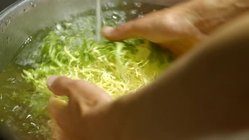 Male Hands Wash Frisee Lettuce.