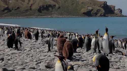 King Penguins On South Georgia Island