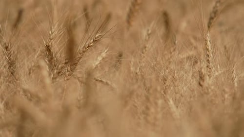 Wheat Field