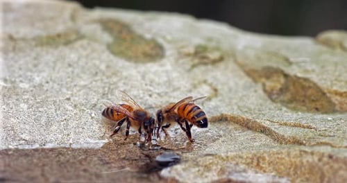 European Honey Bee, apis mellifera, Bees drinking Water on a Stone, Normandy, Real Time 4K