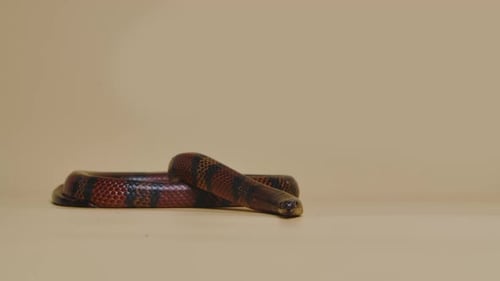 Serpent laitier de Sinaloan Lampropeltis Triangulum Sinaloae en studio sur fond beige