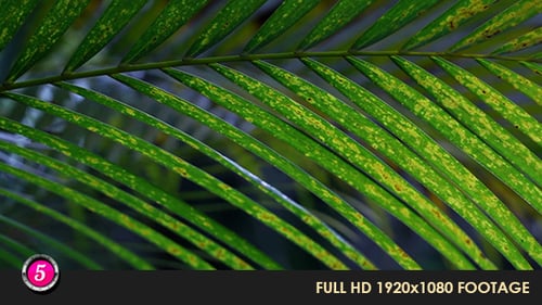 Green Leafs 17