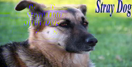 Close Up of a Dog in Nature