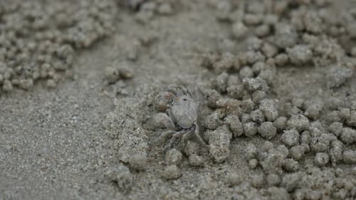 Little Crab