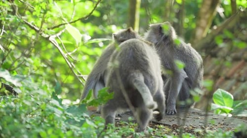 Monkeys in the Forest in Bali