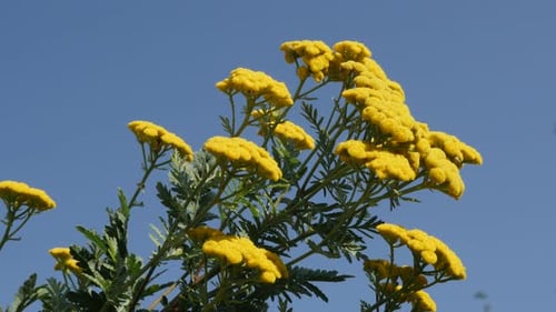 Bright Yellow Flowers Against a Blue Sky
