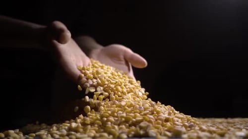 Hands Pours Yellow Split Peas onto Pile