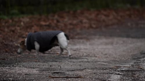 Hund mit Kleidung läuft auf einer alten Asphaltstraße