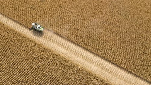 Different Combine Machines Harvesting Corn In The Field 4
