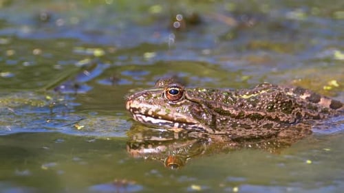 Green Frog in the River. Close-Up. Portrait Face of Toad in Water with Water Plants