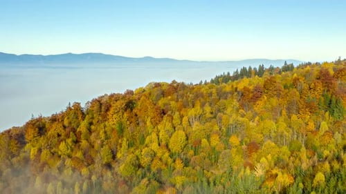 Aerial hyperlapse of fog rolling around mountainside forest in autumn color