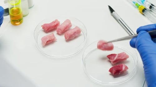Lab Grown Meat Being Examined in Petri Dishes