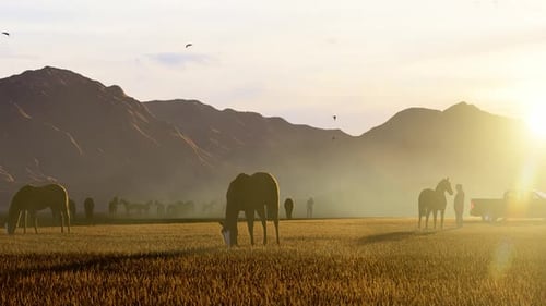 Wild Horses Grazing in Scenic Pasture at Sunset