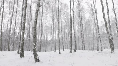 Winter 4K