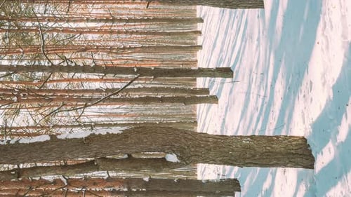 Winter Forest With Snow and Bare Trees