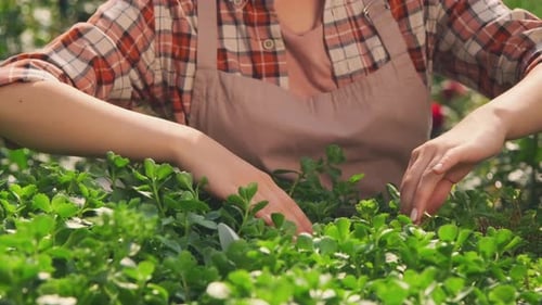 Female Gardener Examining Plant Leaves