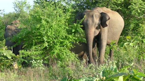 Close up from an Asian elephant with her baby